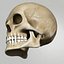 Human Skull