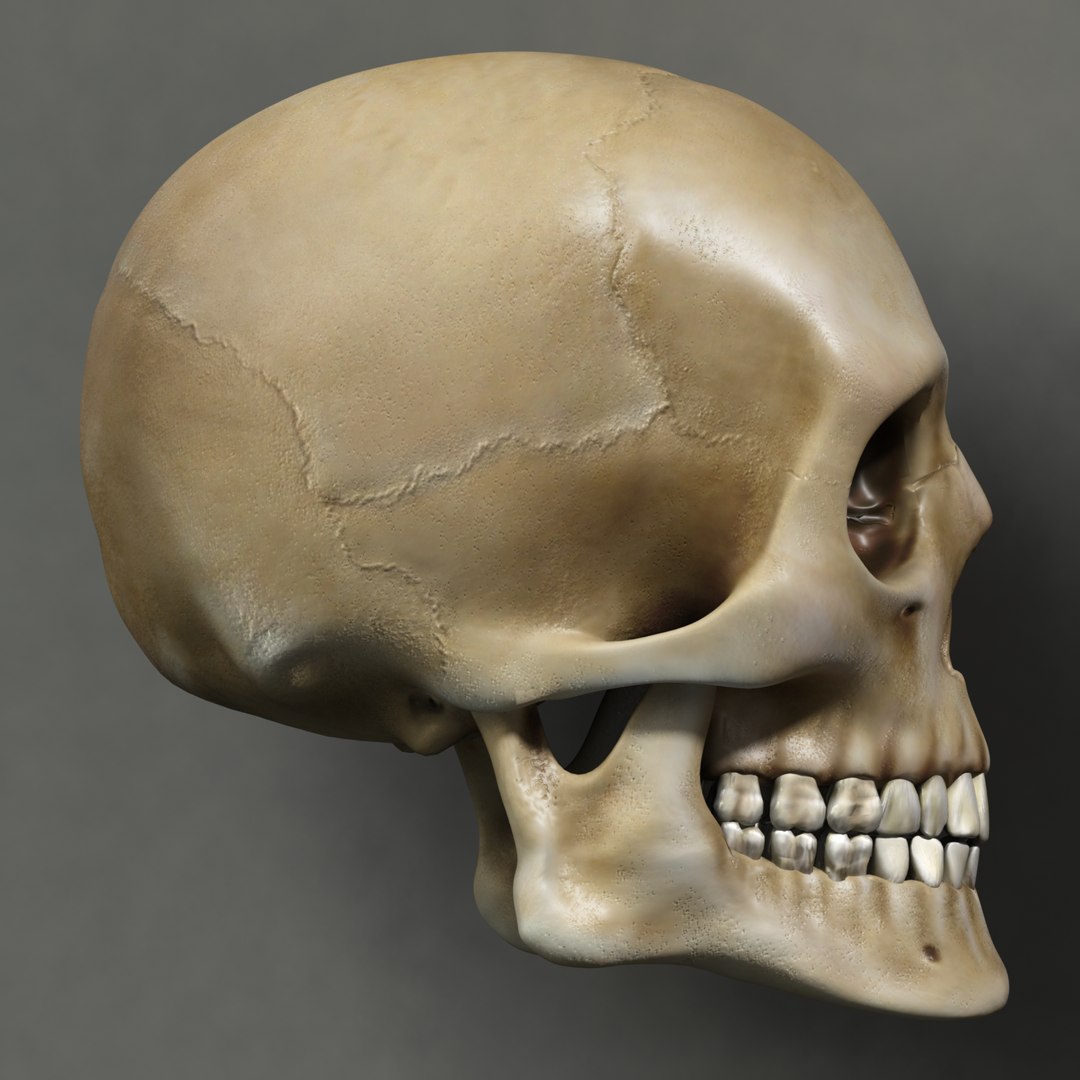 skull human obj https://p.turbosquid.com/ts-thumb/wD/qFQNYd/p0D5KLbP/shot_2/png/1364718455/1920x1080/fit_q87/0f90b54a78dfbeea3b33a22ca26a1d7d12fd9dbe/shot_2.jpg