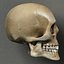 Human Skull