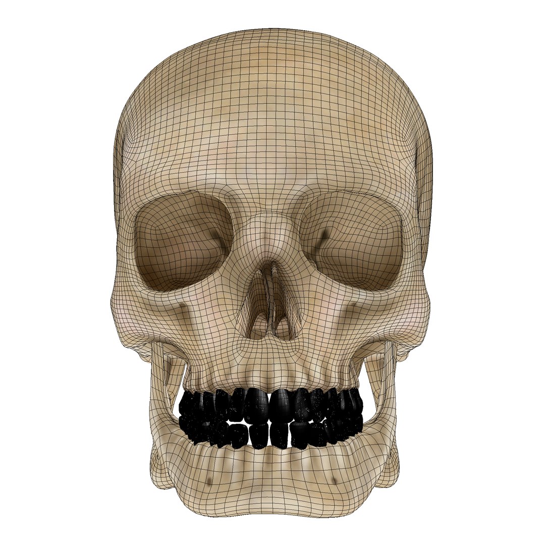 skull human obj https://p.turbosquid.com/ts-thumb/wD/qFQNYd/x5gt21ew/shot_10/png/1364719818/1920x1080/fit_q87/440550959b1700d07aa98dfa180abd5819babfc2/shot_10.jpg
