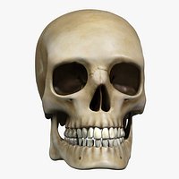 Human Skull