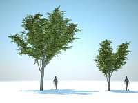 Hornbeam (Carpinus betulus)