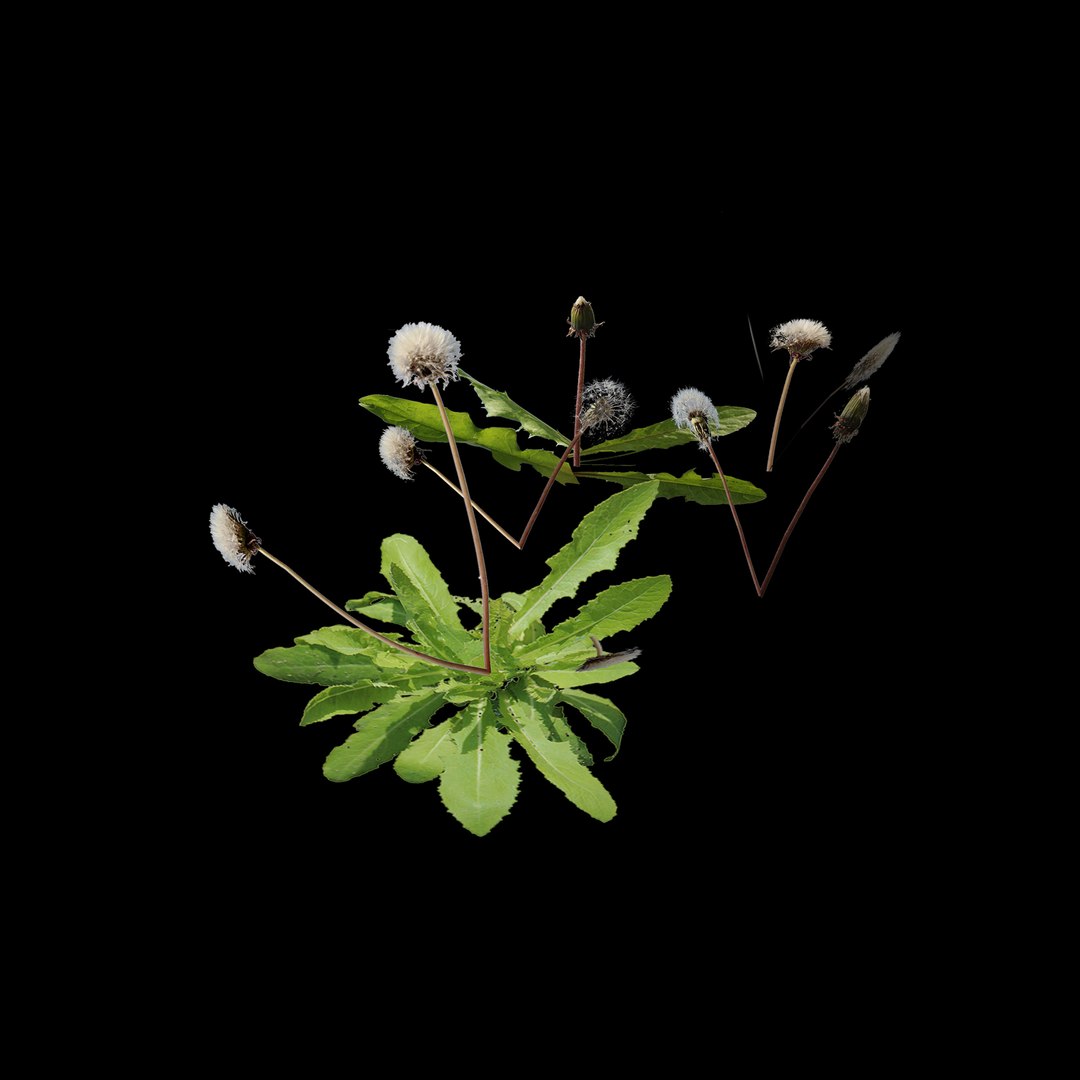 3D model dandelion white https://p.turbosquid.com/ts-thumb/wD/tMo9jY/QvRgLvT0/7/jpg/1603296353/1920x1080/fit_q87/5e8e55db949cf1ba0eb8c542b61c5ecaf6852ce4/7.jpg