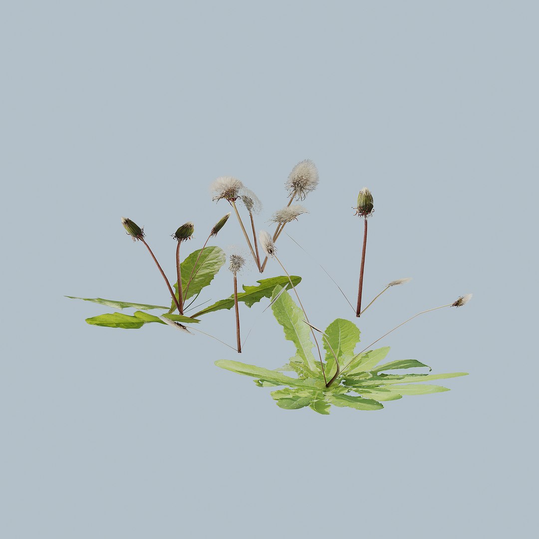 3D model dandelion white https://p.turbosquid.com/ts-thumb/wD/tMo9jY/tUkPOTz2/1/jpg/1603296312/1920x1080/fit_q87/7fda56c402ae0d0427fd007b91ef94958163d995/1.jpg