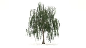 Willow Tree 3d Model