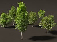 Carpinus caroliniana - American hornbeam 02