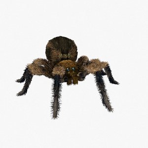 3D jumping spider