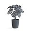 Planta Monstera II