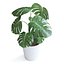Planta Monstera II