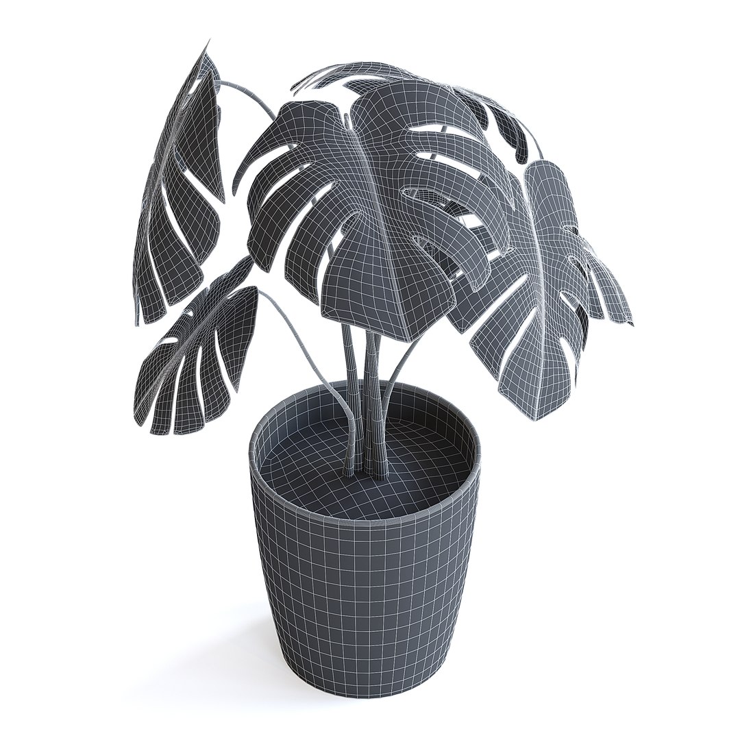 3D Monstera Plant II model https://p.turbosquid.com/ts-thumb/wE/RjVk4A/EP/monstera_plant_ii_3bcopy/jpg/1644869055/1920x1080/fit_q87/967a312a4216b2342bc7d5e53ee399428d3c5149/monstera_plant_ii_3bcopy.jpg
