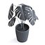 Planta Monstera II