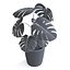 Planta Monstera II