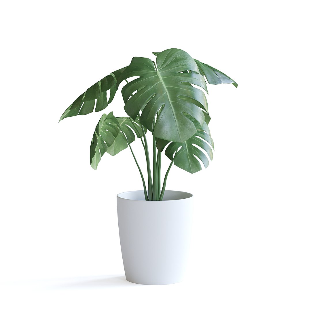 3D Monstera Plant II model https://p.turbosquid.com/ts-thumb/wE/RjVk4A/ZM/monstera_plant_ii_2copy/jpg/1644869422/1920x1080/fit_q87/089c2f1b70dd6b20c6c25b735c66db58d8f7a927/monstera_plant_ii_2copy.jpg