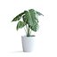 Planta Monstera II