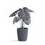 Planta Monstera II