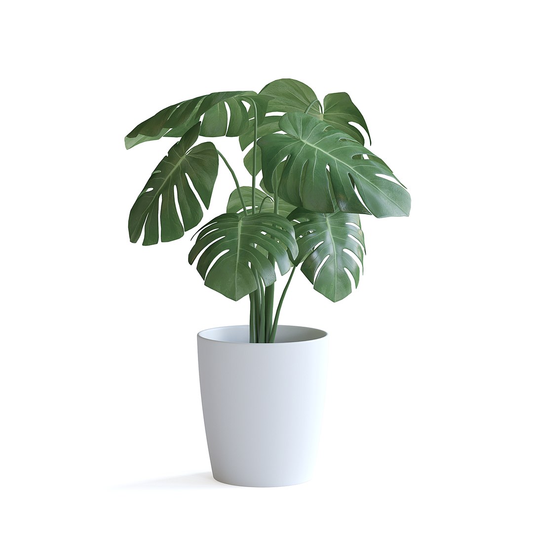 3D Monstera Plant II model https://p.turbosquid.com/ts-thumb/wE/RjVk4A/uA/monstera_plant_ii_1copy/jpg/1644869046/1920x1080/fit_q87/a8aebd8823b871f14deb45968c74295908fa8c55/monstera_plant_ii_1copy.jpg