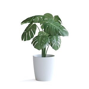 3D Monstera Plant II model