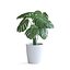 Planta Monstera II