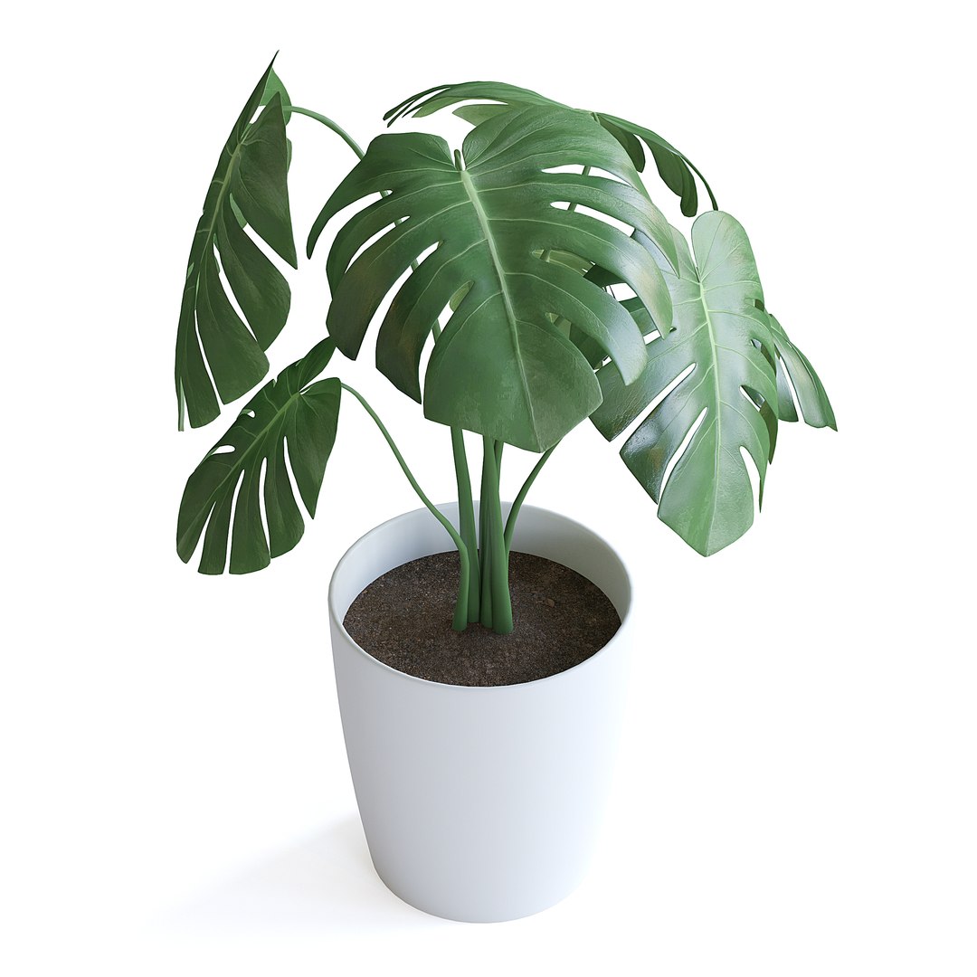 3D Monstera Plant II model https://p.turbosquid.com/ts-thumb/wE/RjVk4A/vS/monstera_plant_ii_3copy/jpg/1644869049/1920x1080/fit_q87/5b65ee979d4fae6fb6e265225441088c11c0a46f/monstera_plant_ii_3copy.jpg