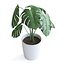 Planta Monstera II