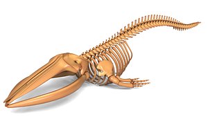 Fin Whale Skeleton Museum Grade Marine Anatomy 3D model