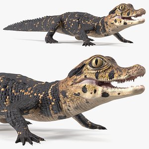 Black Caiman Baby 3D model