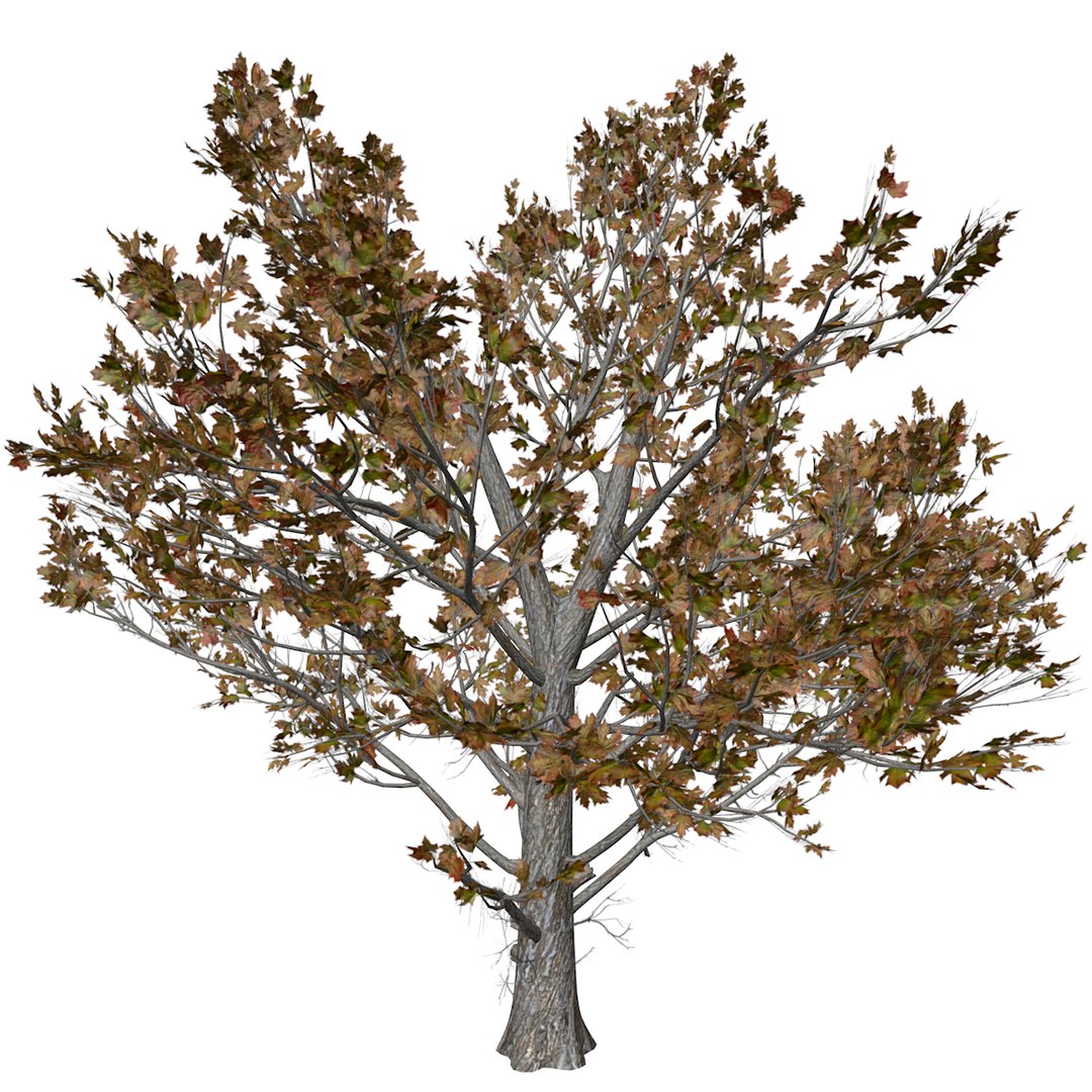 Sugar Maple Tree In Fall - 04 - 3D - TurboSquid 2377836