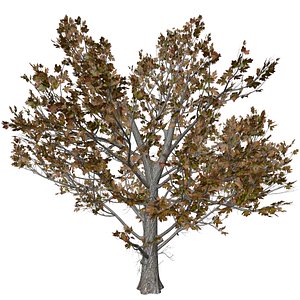 Sugar Maple Tree in Fall - 04 - 3D