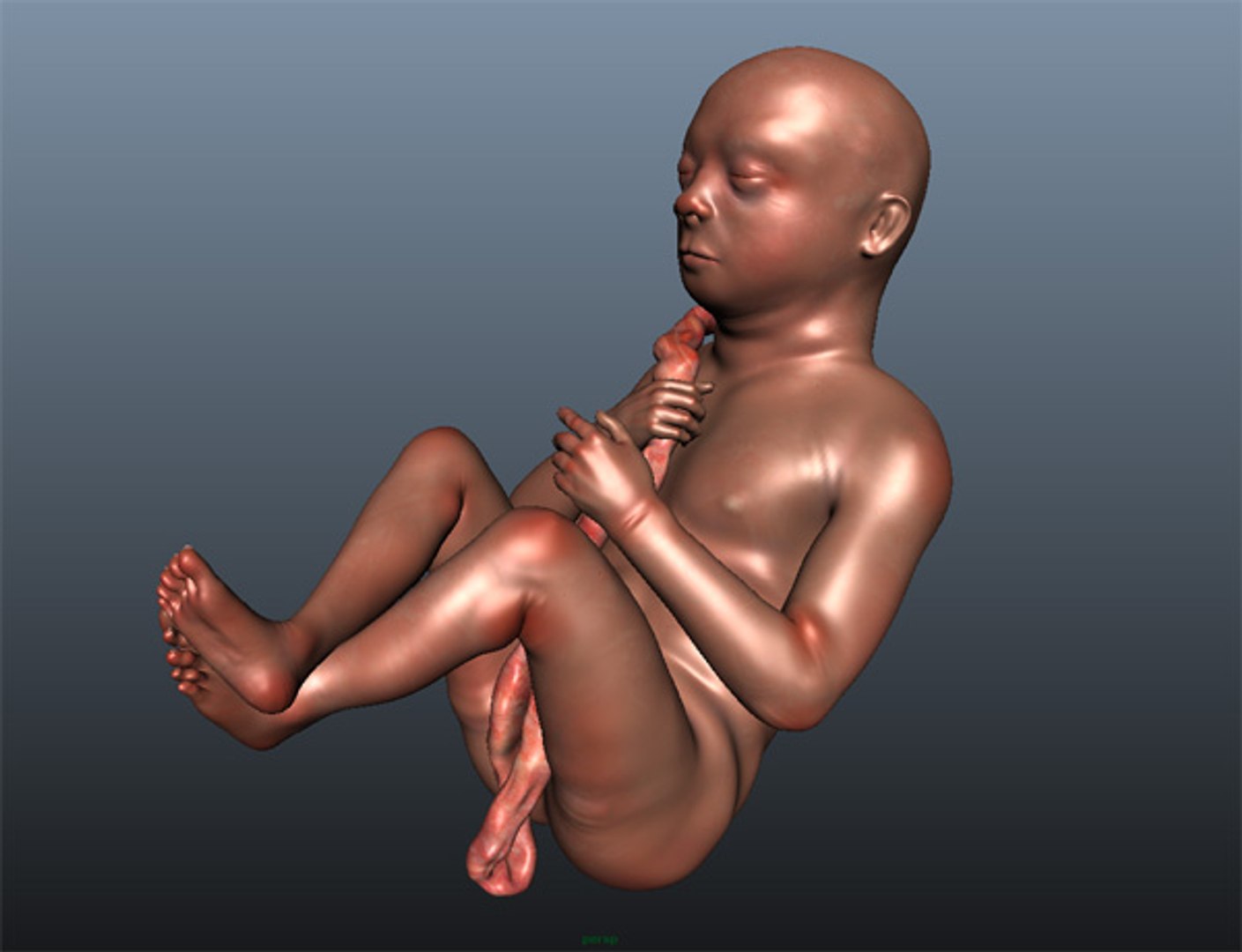 fetus obj https://p.turbosquid.com/ts-thumb/wE/kFFR8F/ExMxnEuf/01/jpg/1327072122/1920x1080/fit_q87/3109858d733d1f6c8c5e818fccdc3cdd2a047afe/01.jpg