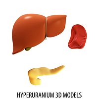 Organs LIVER PANCREAS SPLEEN