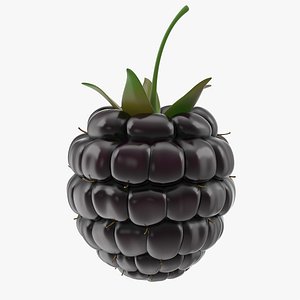 3D fresh blackberry
