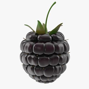 Fresh Blackberry