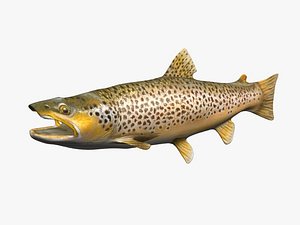 3d trout fish