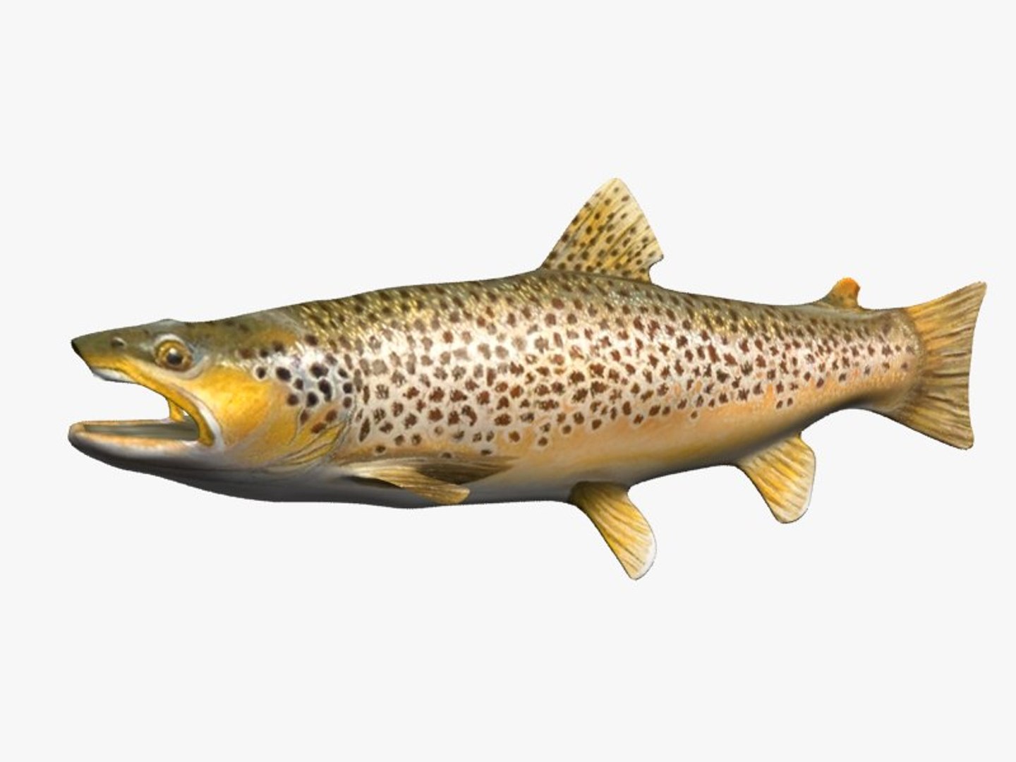 3d Trout Fish