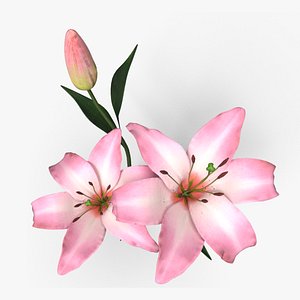 3D model Pink Lilies
