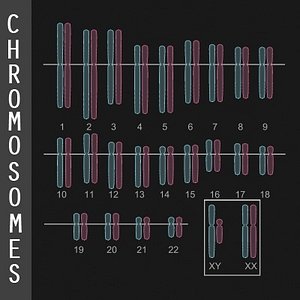 Chromosome Diagram
