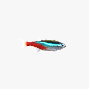 neon tetra fish animation 3D model