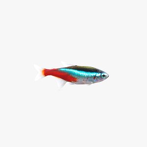 Neon Tetra Fish(Animated)