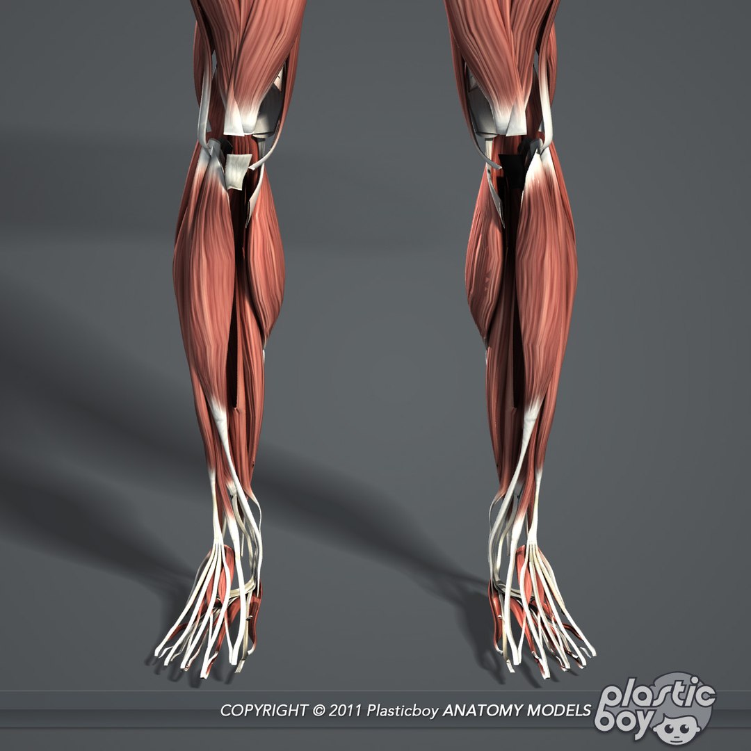 Maya Rigged Male Muscular Anatomy