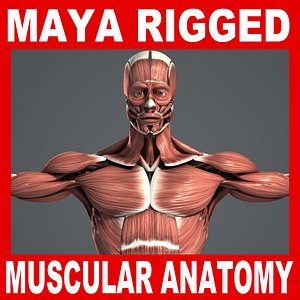 MAYA RIGGED Male Muscular System Anatomy 3D Model