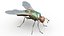 3D model Insects pack
