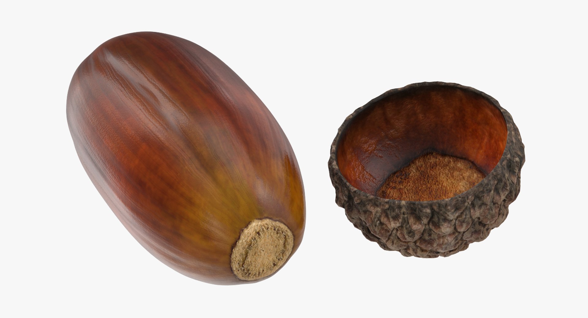 Single Acorn 3D Model - TurboSquid 1297452