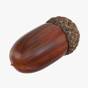 single acorn 3D model