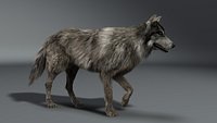 Wolf