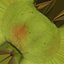 Pear - 3D Scanned
