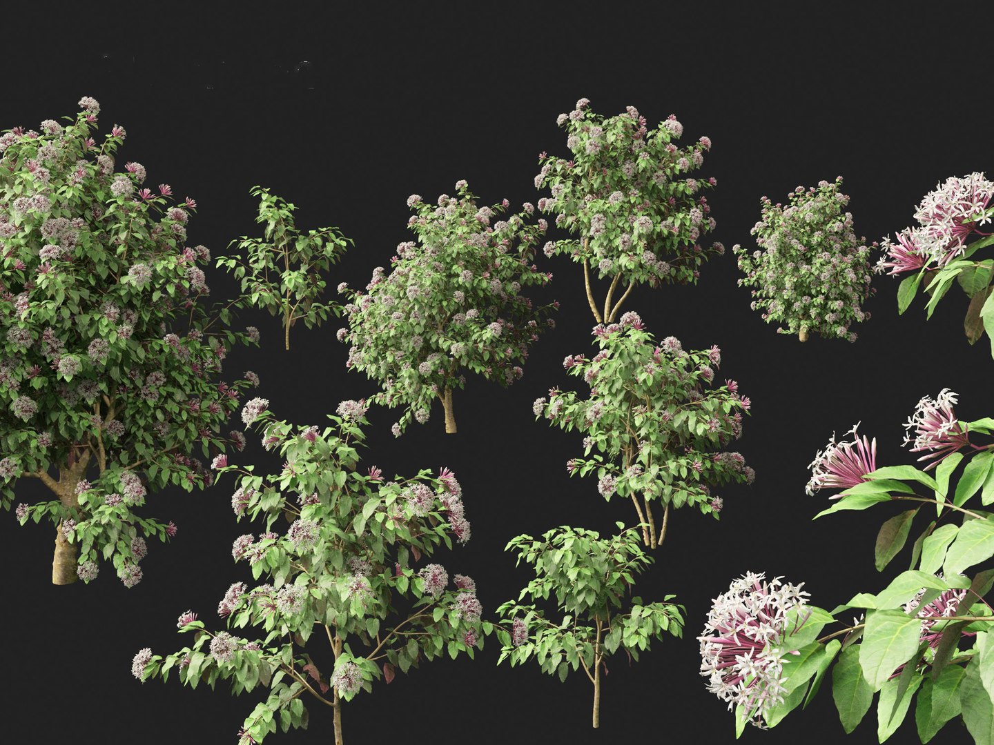 3D Clerodendrum quadriloculare - Starburst Shrub https://p.turbosquid.com/ts-thumb/wF/MOS9BX/74/clerodendrumquadriloculare0110/jpg/1693835997/1920x1080/fit_q87/853b482a68e453420eed437ce531699d72db8382/clerodendrumquadriloculare0110.jpg