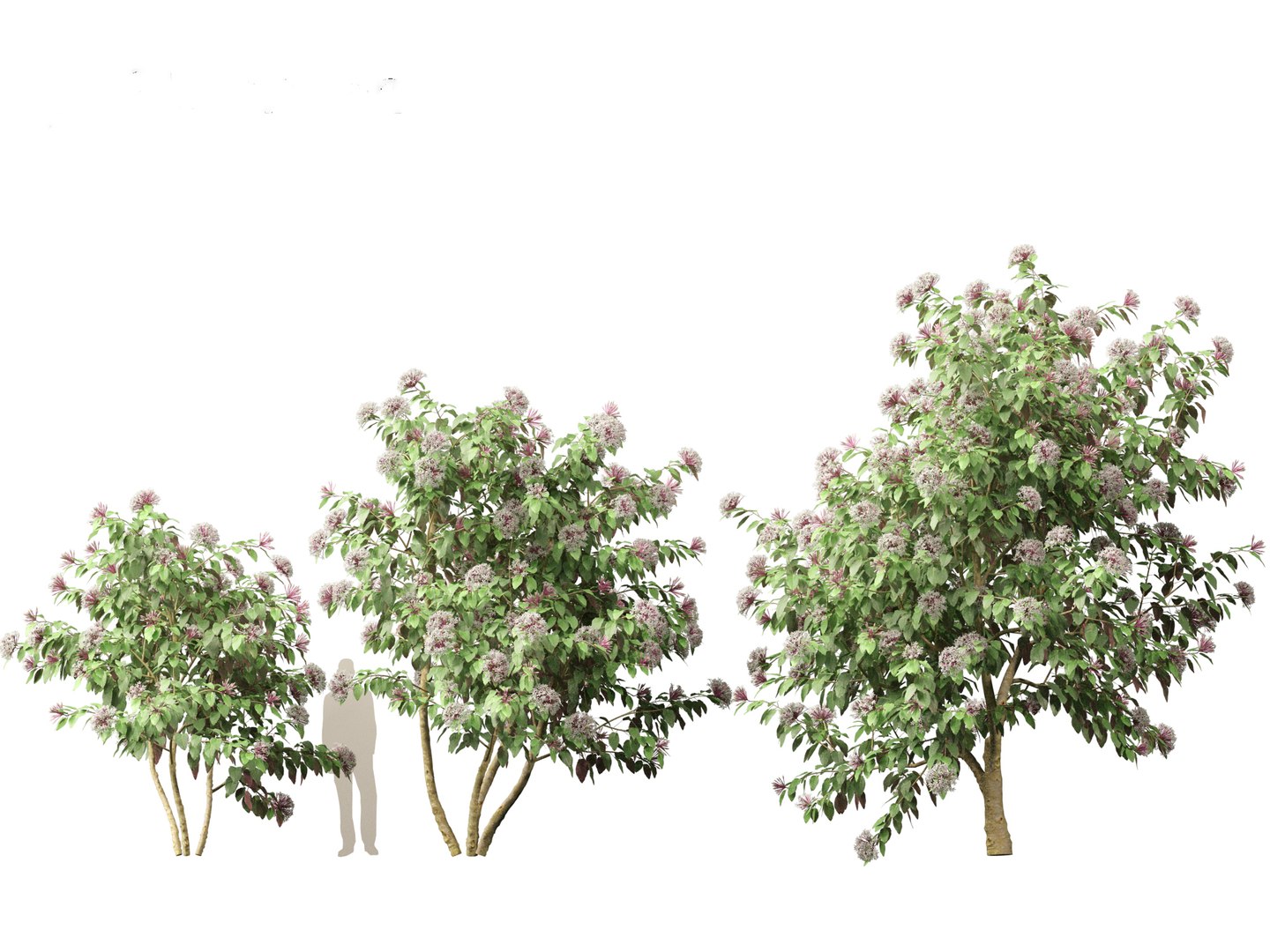 3D Clerodendrum quadriloculare - Starburst Shrub https://p.turbosquid.com/ts-thumb/wF/MOS9BX/PJ/clerodendrumquadriloculare015/jpg/1693835974/1920x1080/fit_q87/2c8fcf0573f8052ec69c4f7f6dbbc503483ccd71/clerodendrumquadriloculare015.jpg