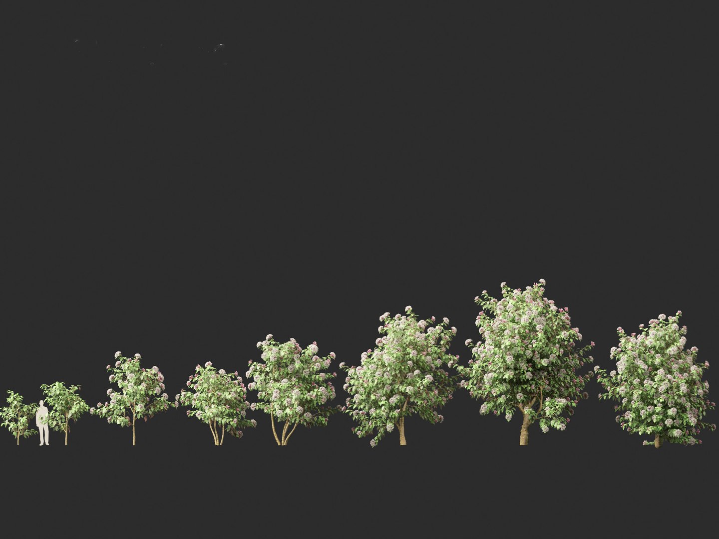 3D Clerodendrum quadriloculare - Starburst Shrub https://p.turbosquid.com/ts-thumb/wF/MOS9BX/PK/clerodendrumquadriloculare012/jpg/1693835942/1920x1080/fit_q87/2866ed4ea618f48da5d2137746cd0ed855943676/clerodendrumquadriloculare012.jpg