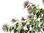 Clerodendrum quadriloculare - Starburst Shrub