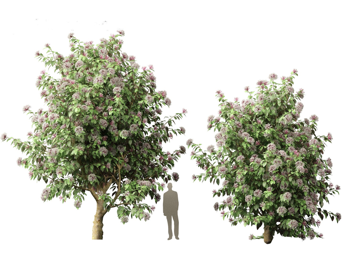 3D Clerodendrum quadriloculare - Starburst Shrub https://p.turbosquid.com/ts-thumb/wF/MOS9BX/j0/clerodendrumquadriloculare017/jpg/1693835982/1920x1080/fit_q87/3e0a188e29474d650bb02e5b089f88c4097fdcf1/clerodendrumquadriloculare017.jpg